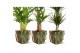 Kamerplanten mix gemengd x 4 sorten + green jewels 