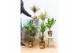 Kamerplanten mix gemengd x 4 sorten + green jewels 