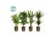 Kamerplanten mix gemengd x 4 sorten + siercup green jewels 