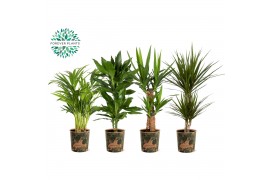 Kamerplanten mix gemengd x 4 sorten + siercup green jewels