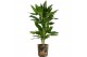 Kamerplanten mix gemengd x 4 sorten + siercup green jewels 