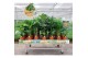 Kamerplanten mix gemengd x 4 sorten + siercup green jewels 