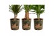 Kamerplanten mix gemengd x 4 sorten + siercup green jewels 