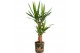 Kamerplanten mix gemengd x 4 sorten + siercup green jewels 