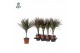 Dracaena marg. magenta Air So Pure 
