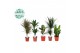 Kamerplanten mix Groenmix Miquel p17 1 pp 