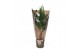 Kamerplanten mix Groen Mix p14 in HOES GREEN JEWELS 1 pp 