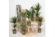 Kamerplanten mix Groen Mix p14 in HOES GREEN JEWELS 1 pp 