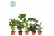 Kamerplanten mix Groen Mix Post p14, Mountain 1 pp 