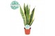 Sansevieria trifasciata laurentii 