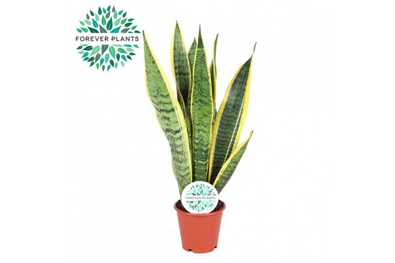 Sansevieria trifasciata laurentii 