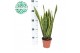 Sansevieria trifasciata laurentii 
