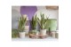 Sansevieria trifasciata laurentii 