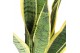Sansevieria trifasciata laurentii 