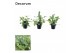 Phlebodium aureum blue star decorum 
