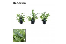 Phlebodium aureum blue star decorum