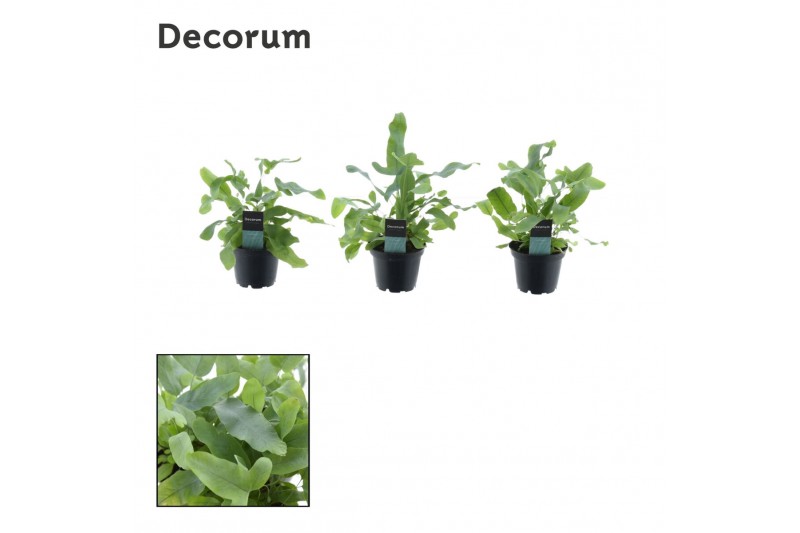 Phlebodium aureum blue star decorum 