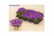 Campanula port. porto longlife bloeiend 
