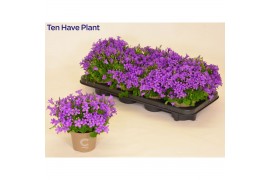 Campanula port. porto longlife bloeiend