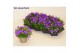 Campanula port. porto longlife bloeiend 