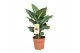 Dieffenbachia green magic 