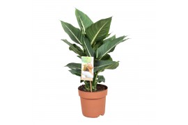 Dieffenbachia green magic