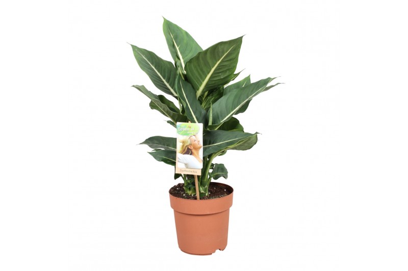 Dieffenbachia green magic 