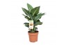 Dieffenbachia green magic