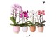 Phalaenopsis elegant cascade 2 tak niagara fall mix in glazed pot mix  