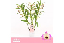 Dendrobium nobile sunny eyes 3-spike Orchid Collection 55 bl.