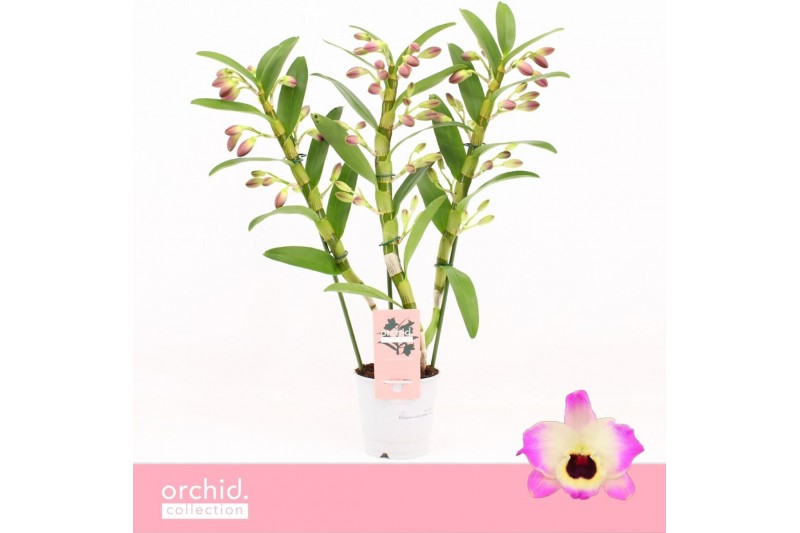 Dendrobium nobile sunny eyes 3-spike Orchid Collection 55 bl. Dendrobium nobile sunny eyes 3-spike Orchid Collection 55 bl.