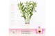 Dendrobium nobile sunny eyes 3-spike in Lotte White Exclusiva Orchidea 