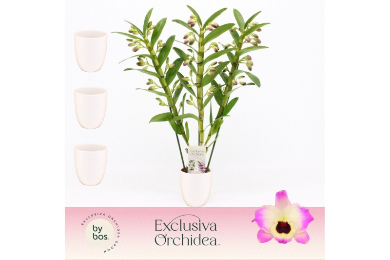 Dendrobium nobile sunny eyes 3-spike in Lotte White Exclusiva Orchidea 