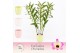 Dendrobium nobile sunny eyes 3-spike in Lotte Exclusiva Orchidea 65 bl 