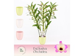 Dendrobium nobile sunny eyes 3-spike in Lotte Exclusiva Orchidea 65 bl
