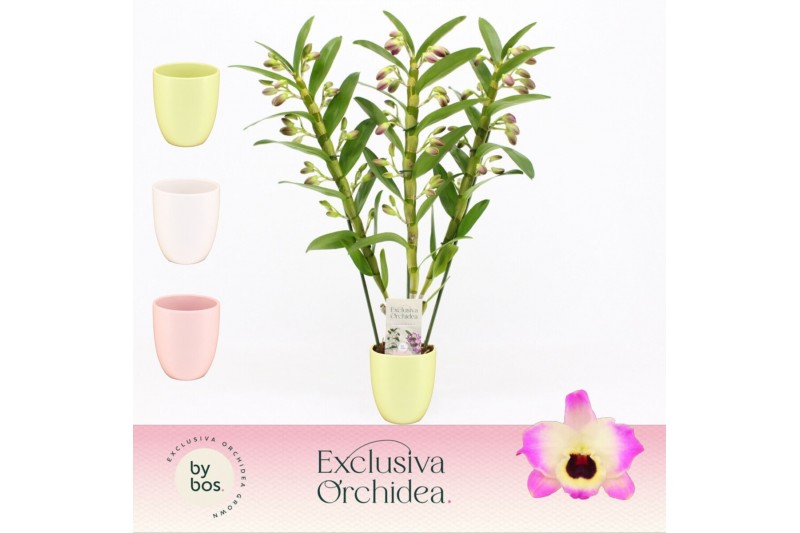 Dendrobium nobile sunny eyes 3-spike in Lotte Exclusiva Orchidea 65 bl 
