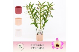 Dendrobium nobile sunny eyes 3-spike in Horizon Ribble Exclusiva Orchi