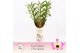 Dendrobium nobile sunny eyes 3-spike Exclusiva Orchidea Potcover 65 bl 