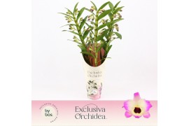 Dendrobium nobile sunny eyes 3-spike Exclusiva Orchidea Potcover 65 bl