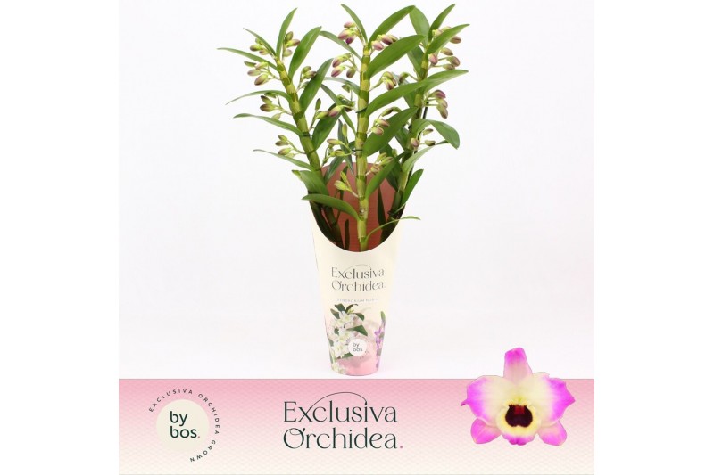 Dendrobium nobile sunny eyes 3-spike Exclusiva Orchidea Potcover 65 bl Dendrobium nobile sunny eyes 3-spike Exclusiva Orchidea Potcover 65 bl