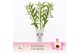 Dendrobium nobile sunny eyes Dendrobium Nobilé, Sunny Eyes 3-spike Exc 