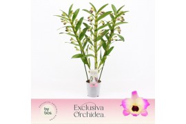 Dendrobium nobile sunny eyes Dendrobium Nobilé, Sunny Eyes 3-spike Exc