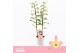 Dendrobium nobile fairlight 2-tak Orchid Collection 40 bl. 