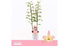 Dendrobium nobile fairlight 2-tak Orchid Collection 40 bl.
