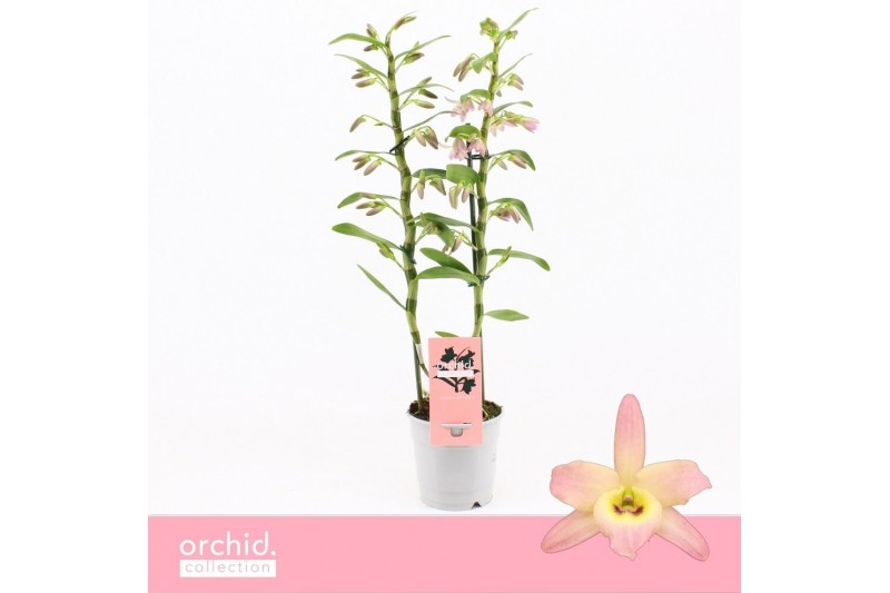 Dendrobium nobile fairlight 2-tak Orchid Collection 40 bl. 