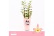 Dendrobium nobile fairlight 2-tak Orchid Collection Potcover 40 bl. 