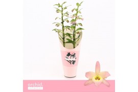 Dendrobium nobile fairlight 2-tak Orchid Collection Potcover 40 bl.