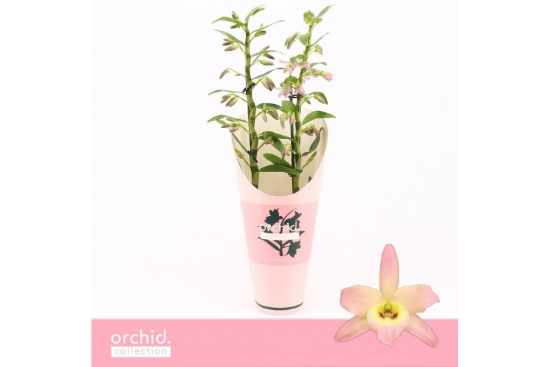 Dendrobium nobile fairlight 2-tak Orchid Collection Potcover 40 bl. Dendrobium nobile fairlight 2-tak Orchid Collection Potcover 40 bl.