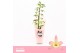Dendrobium nobile fairlight 1-tak Orchid Collection Potcover 21 bl. 