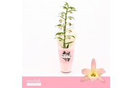 Dendrobium nobile fairlight 1-tak Orchid Collection Potcover 21 bl.